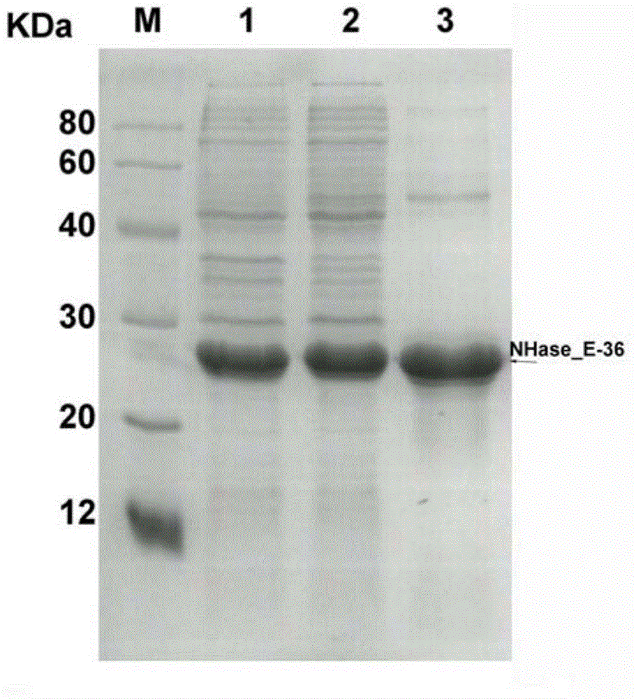 Nitrile hydratase gene, encoded enzyme, vector, engineering bacterium as well as application of engineering bacterium to preparation of amide compound