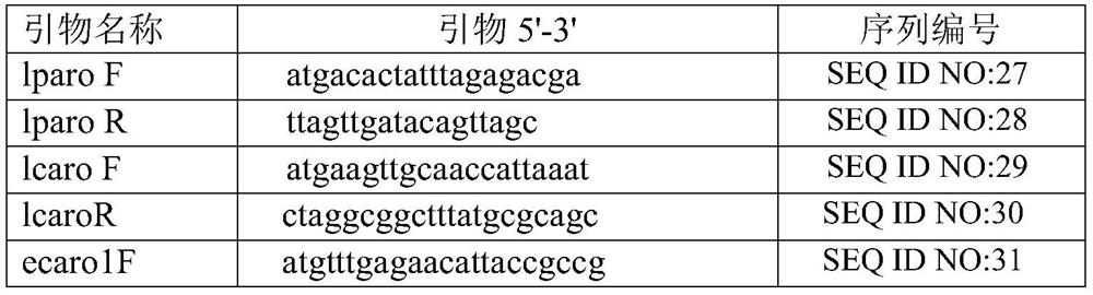 A kind of engineering bacteria and its application in the production of tyrosol