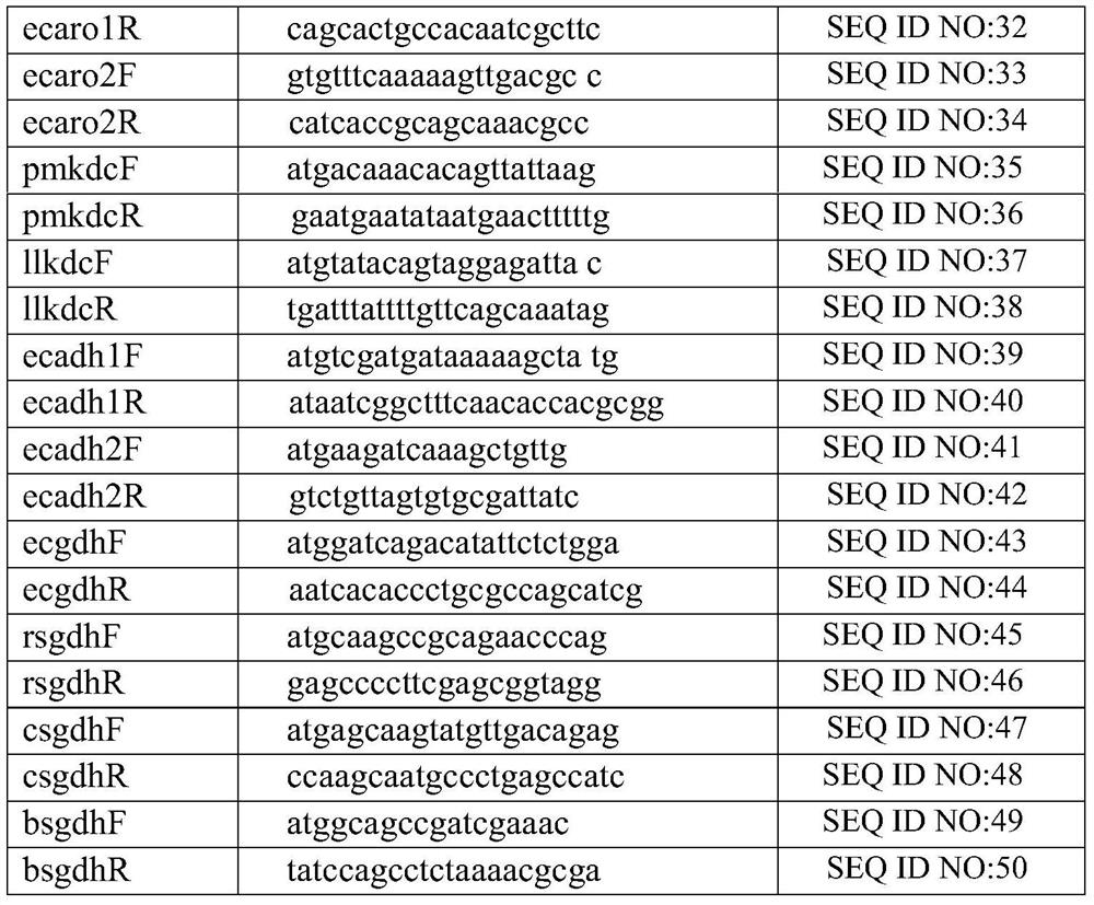 A kind of engineering bacteria and its application in the production of tyrosol