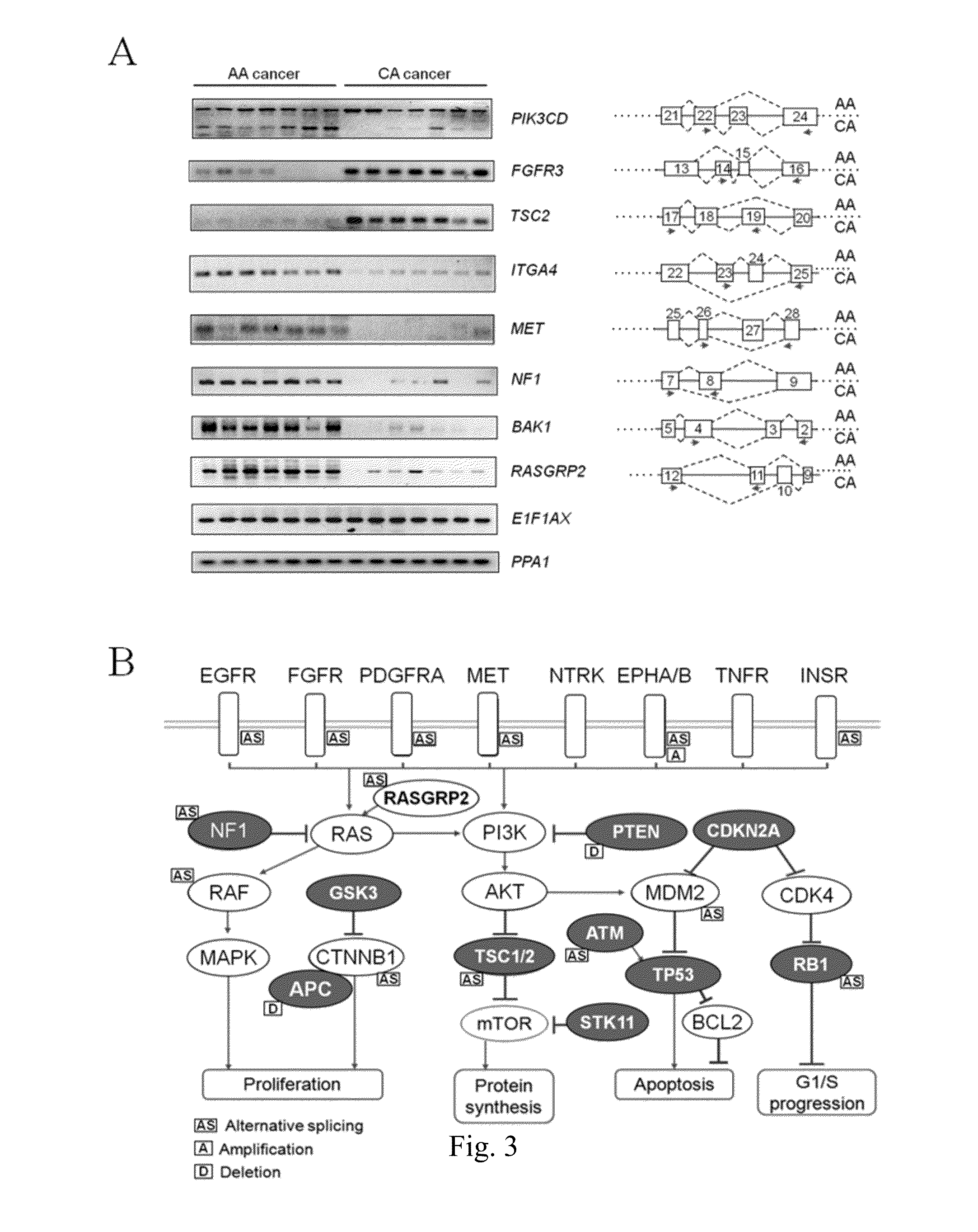 Companion diagnostics for cancer and screening methods to identify companion diagnostics for cancer based on splicing variants