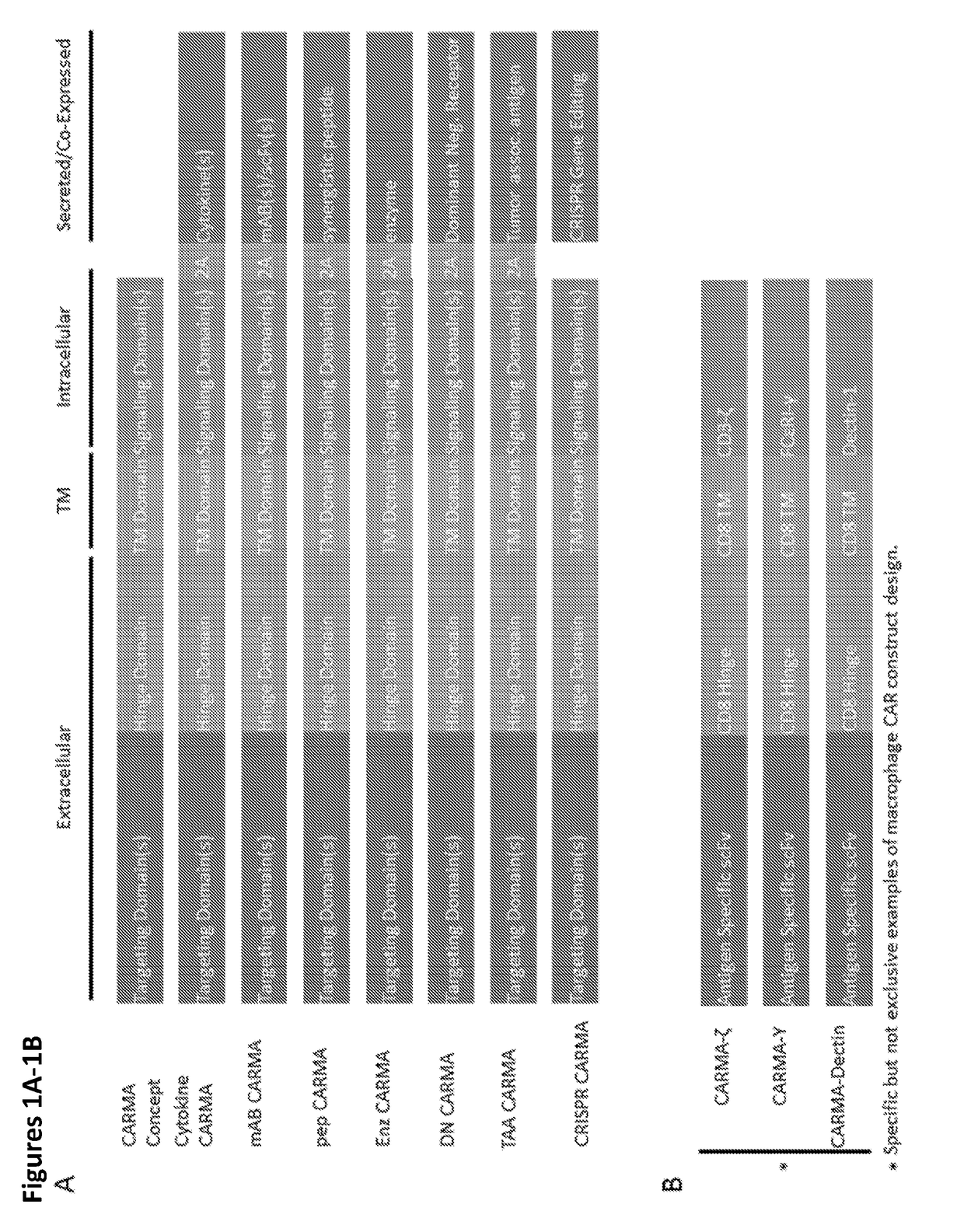 Modified Monocytes/Macrophage Expressing Chimeric Antigen Receptors and Uses Thereof