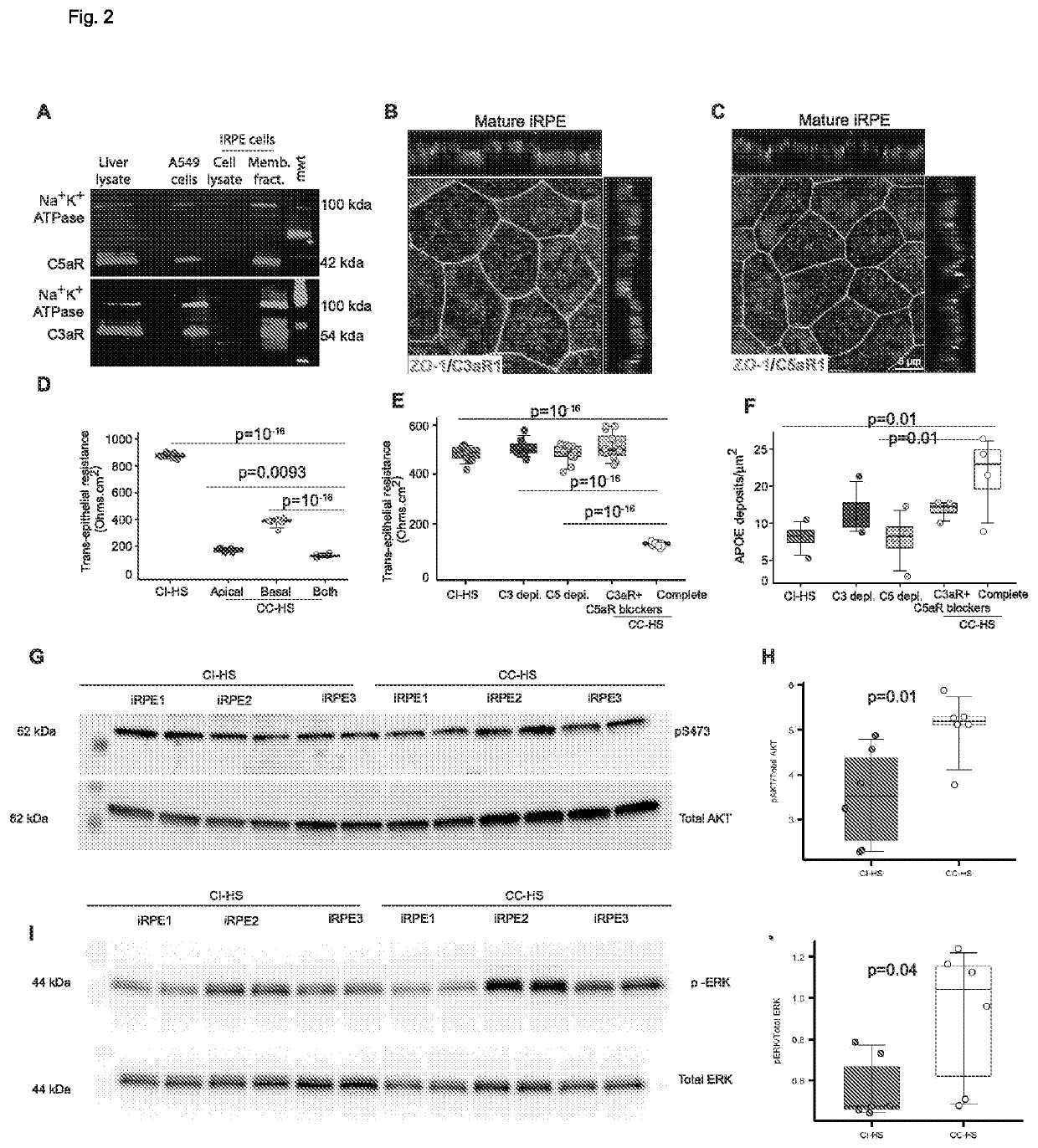 Druggable target to treat retinal degeneration