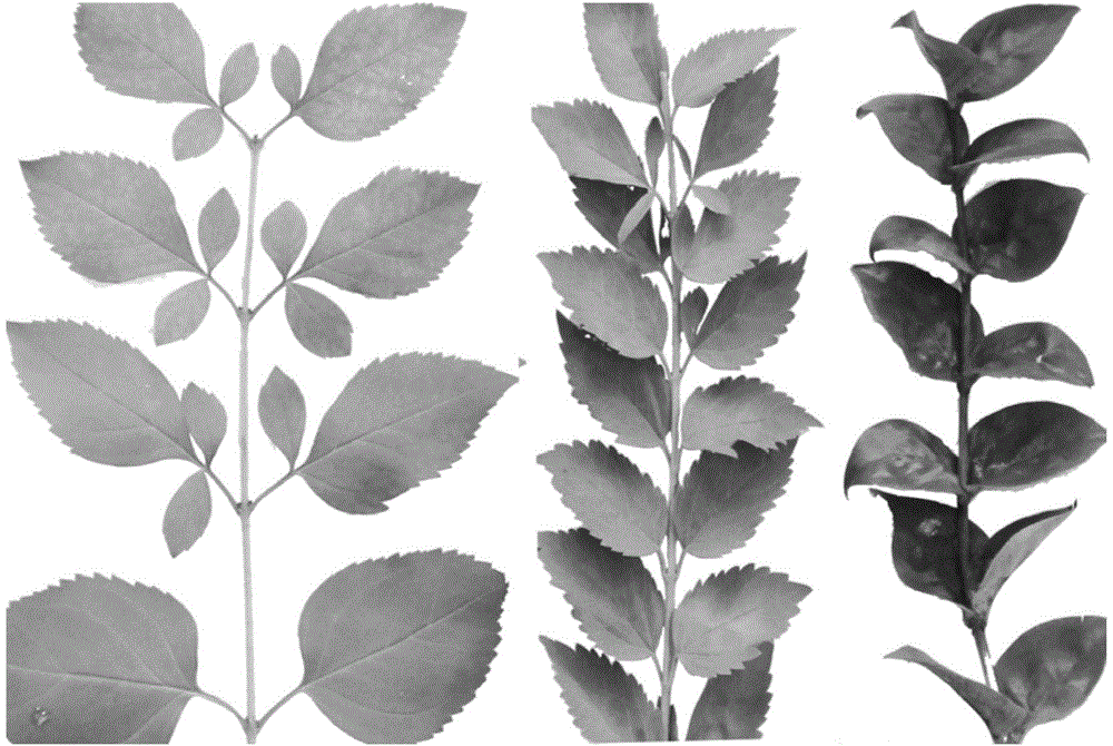 Method for obtaining genus hybrid of forsythia and abeliophyllum