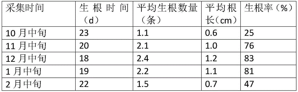 Pinus-contorta needle-leaved-bundle water culturing nutrient solution and method