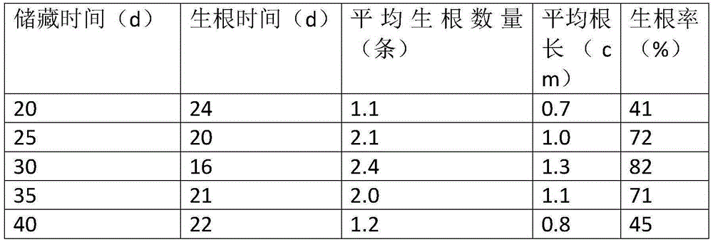 Pinus-contorta needle-leaved-bundle water culturing nutrient solution and method