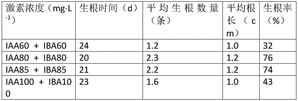 Pinus-contorta needle-leaved-bundle water culturing nutrient solution and method