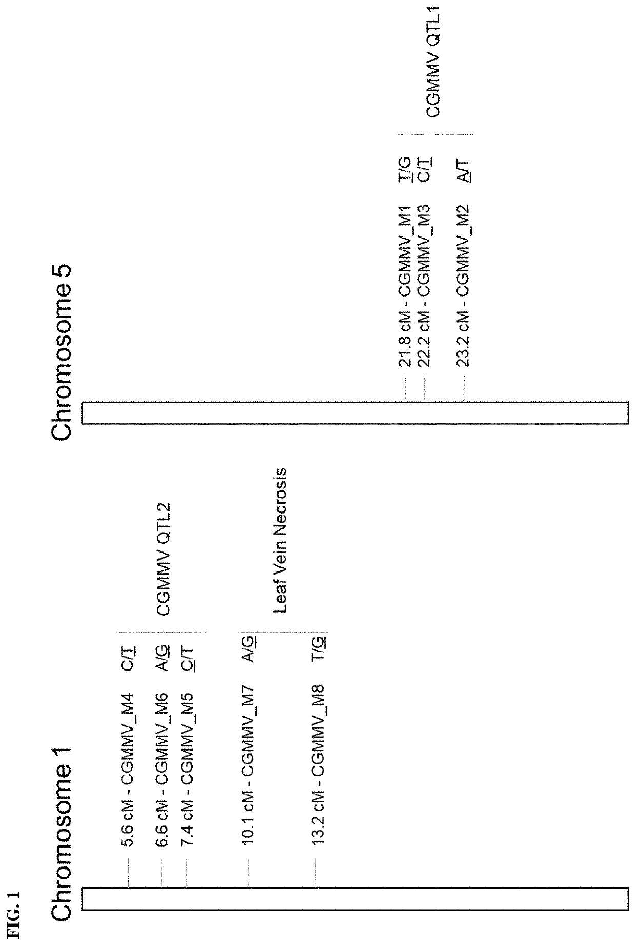 Resistance to cucumber green mottle mosaic virus in cucumis sativus