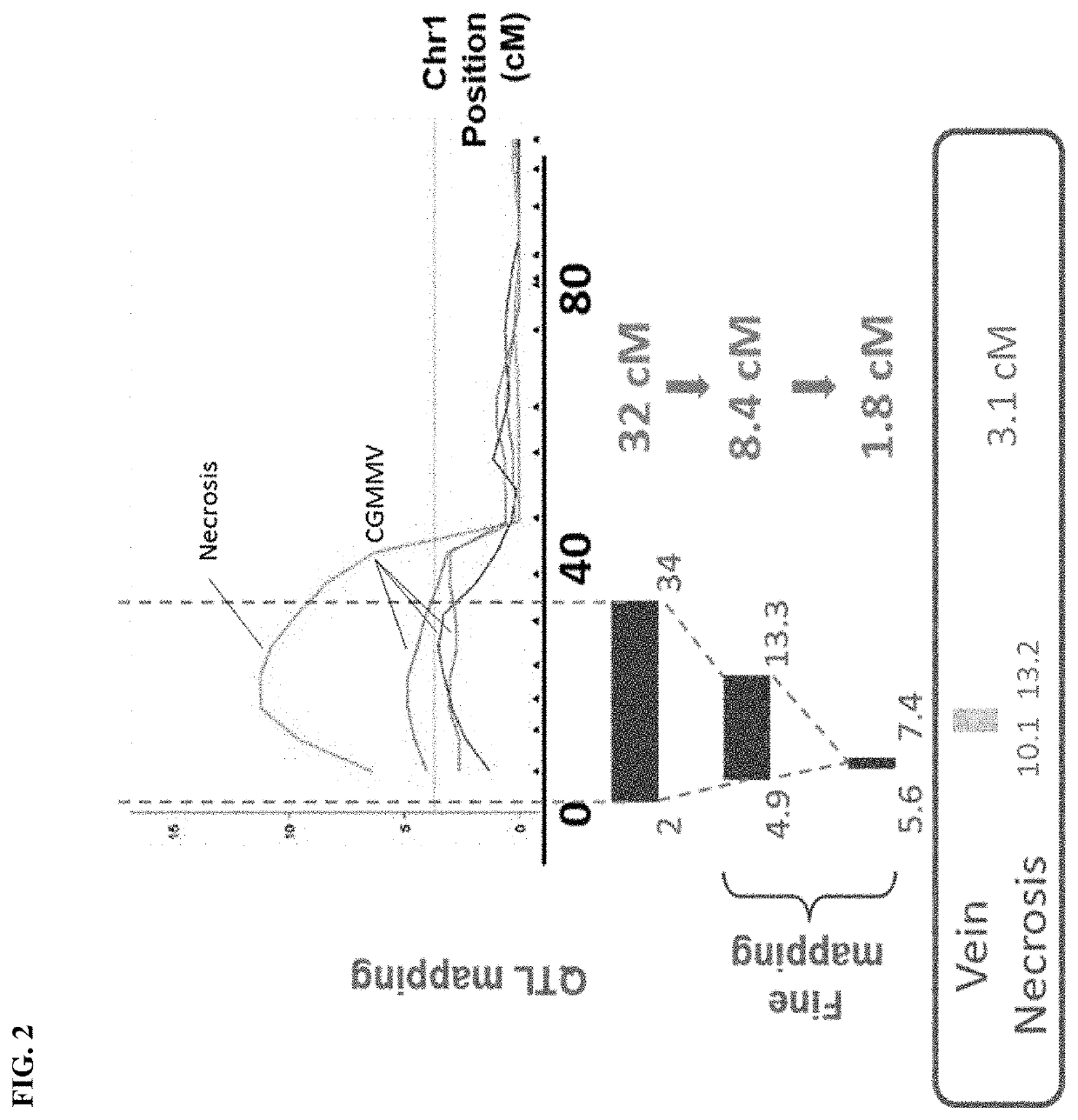 Resistance to cucumber green mottle mosaic virus in cucumis sativus