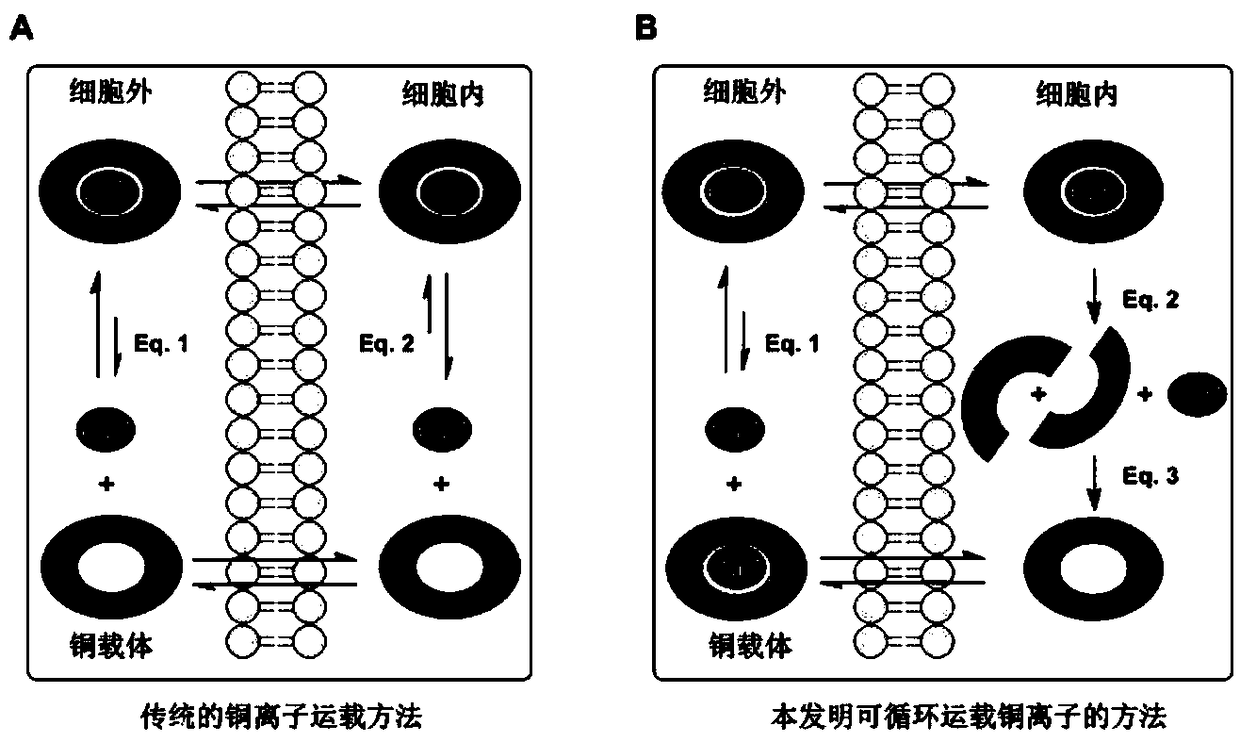 Method for designing copper carrier anti-cancer reagent based on oxidation reduction cycle strategy