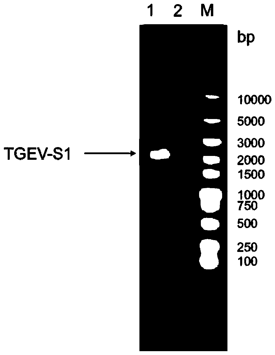 New genetic engineering subunit vaccine for transmissible gastroenteritis virus of swine