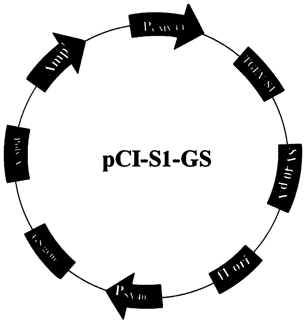 New genetic engineering subunit vaccine for transmissible gastroenteritis virus of swine