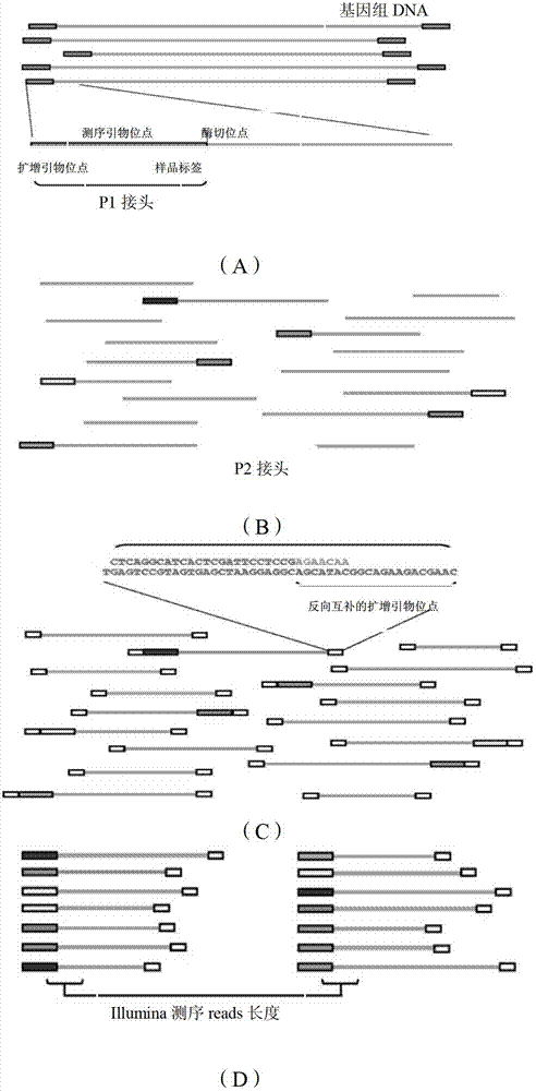 Primer design developing method of length polymorphism sign based on restriction enzyme digestion database-establishing pair-end sequencing