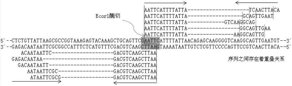 Primer design developing method of length polymorphism sign based on restriction enzyme digestion database-establishing pair-end sequencing