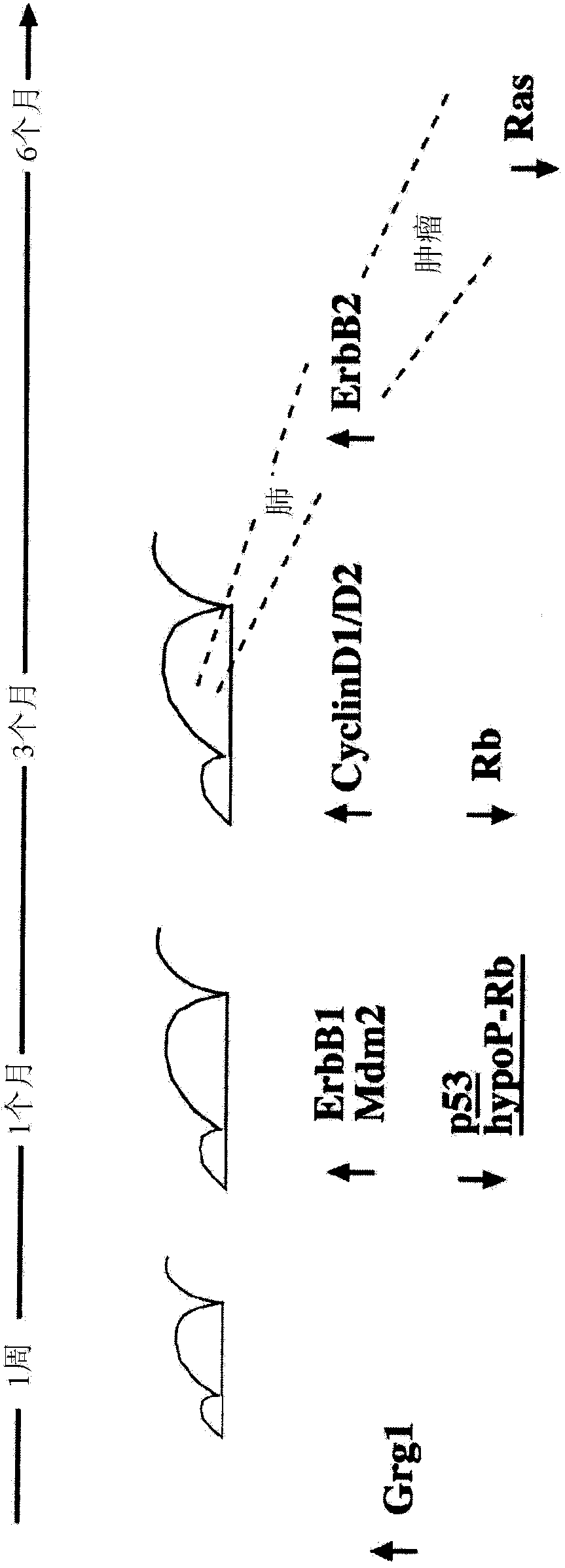 Cancer diagnosis and treatment