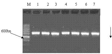 Establishment of levofloxacin-induced Shigella drug-resistance gene mutation time sequence models