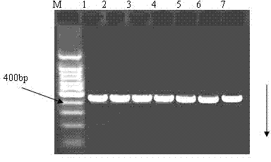 Establishment of levofloxacin-induced Shigella drug-resistance gene mutation time sequence models