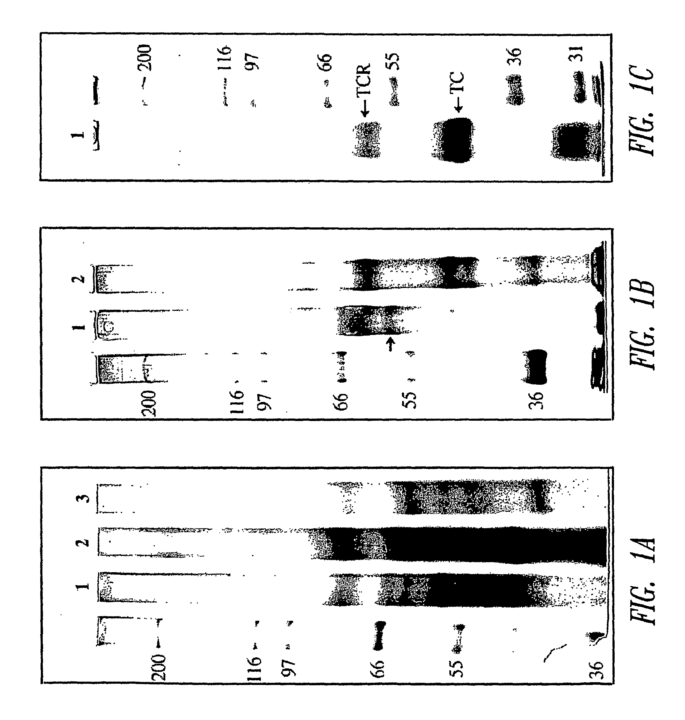 Transcobalamin receptor polypeptides, nucleic acids, and modulators thereof, and related methods of use in modulating cell growth and treating cancer and cobalamin deficiency