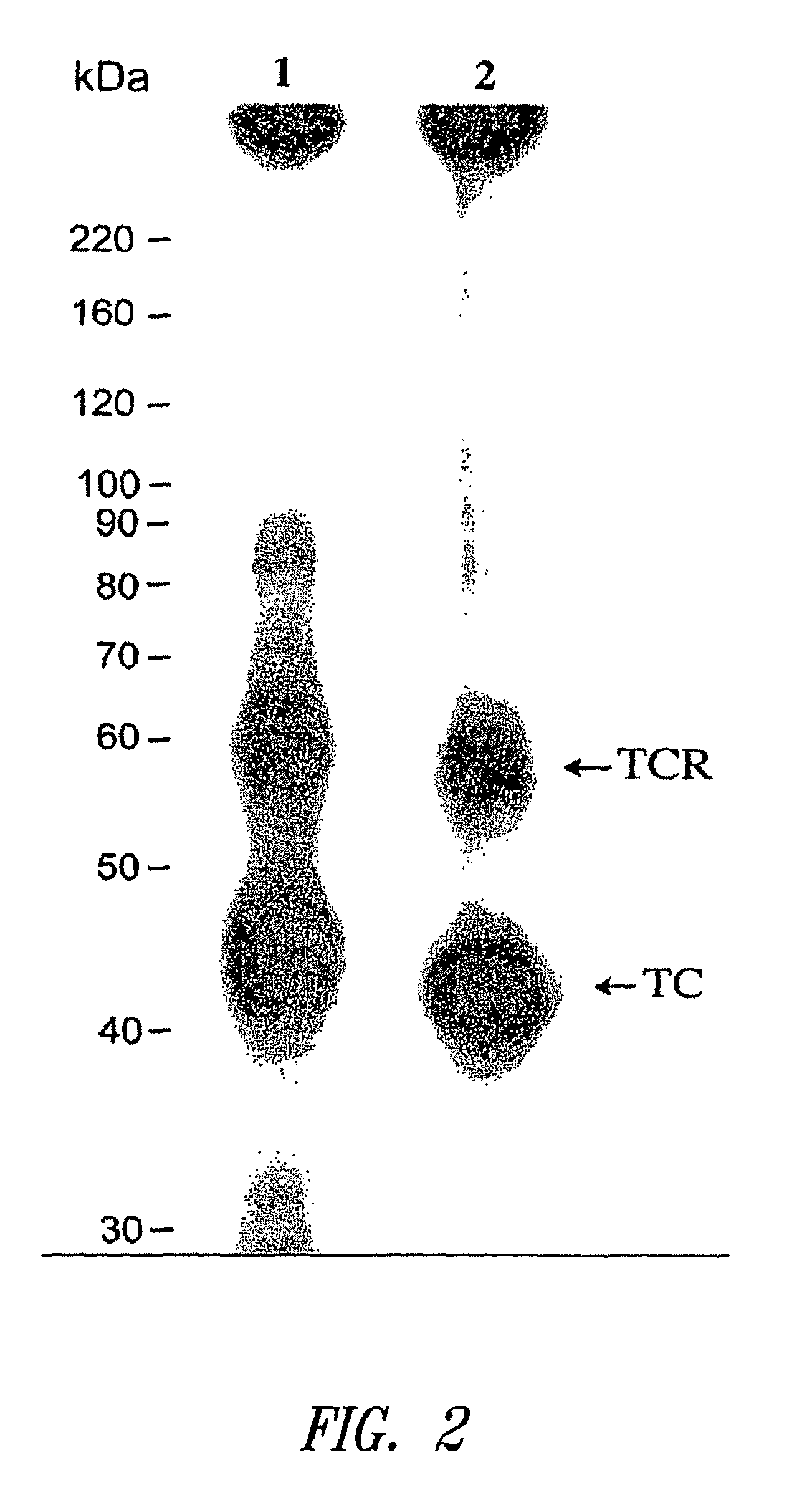 Transcobalamin receptor polypeptides, nucleic acids, and modulators thereof, and related methods of use in modulating cell growth and treating cancer and cobalamin deficiency