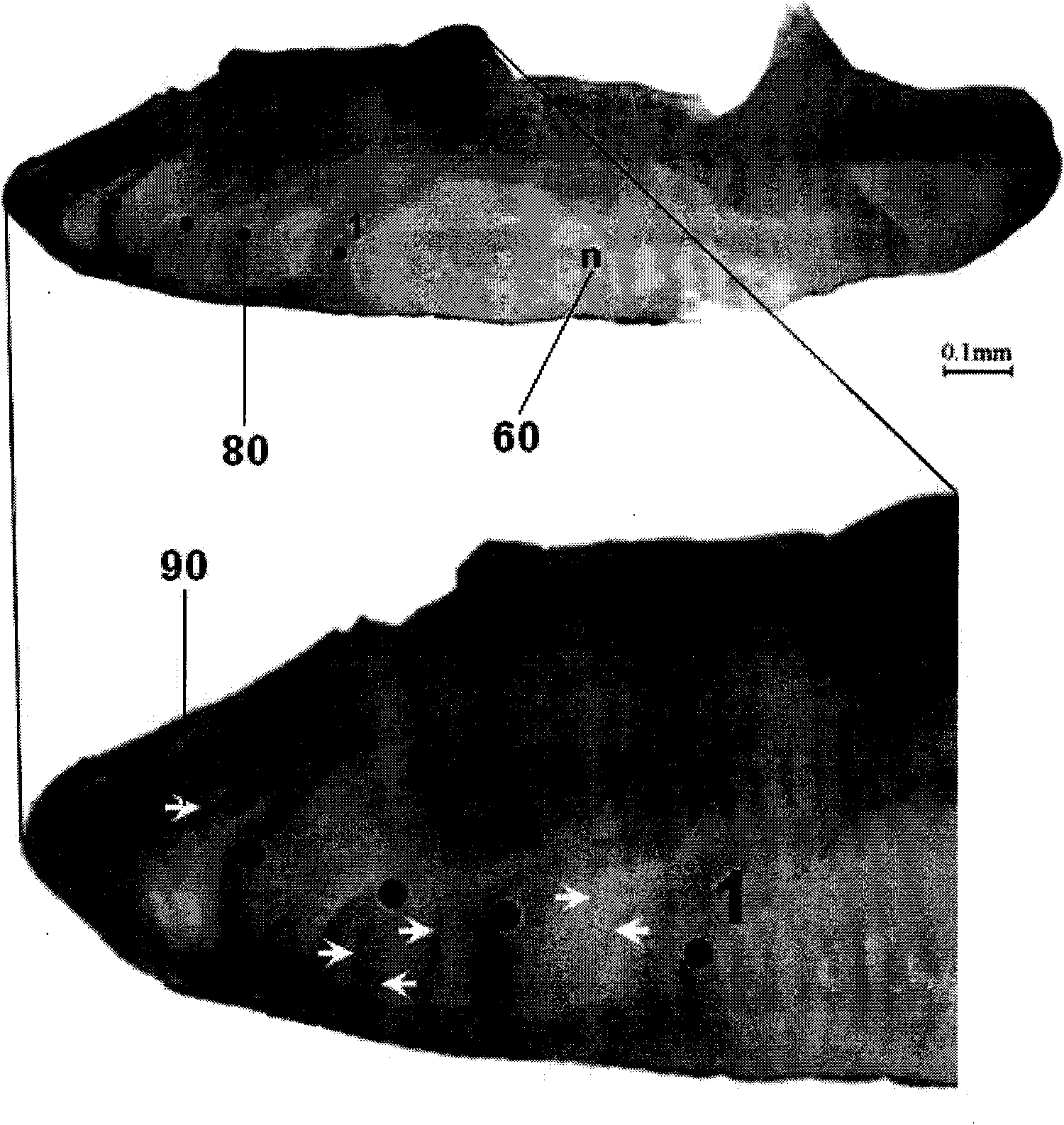 Preparation of mackerel otolith cross-sectional slices and method for determining age thereof