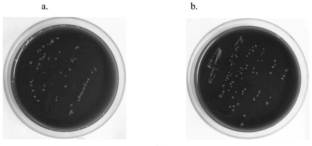 Viscous biological sample digestive agent and preparation method thereof