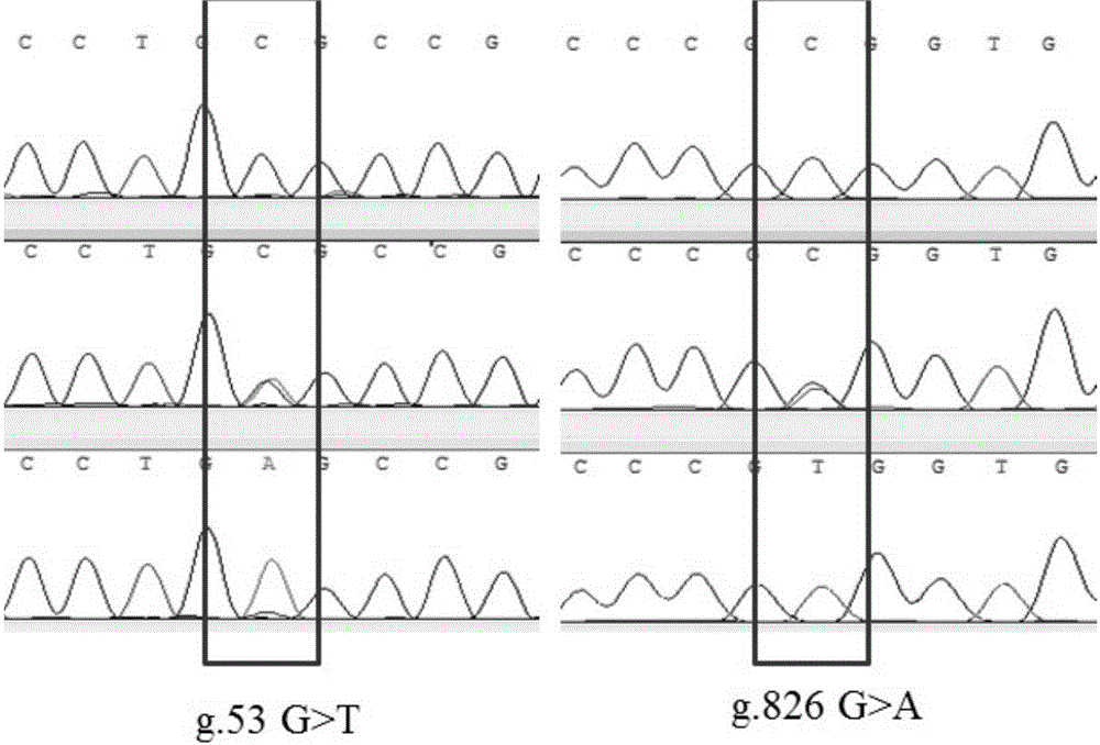 SNP (single-nucleotide polymorphism) sites related to thawed stud bull frozen semen activity and deformity rate and application thereof