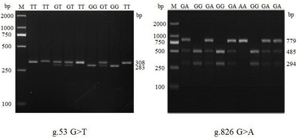 SNP (single-nucleotide polymorphism) sites related to thawed stud bull frozen semen activity and deformity rate and application thereof