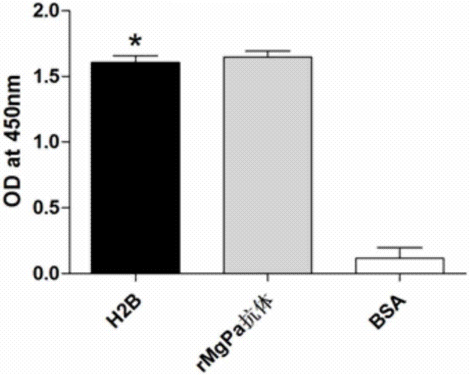 Receptor protein interacted with mycoplasma genitalium MgPa and separating method and application thereof