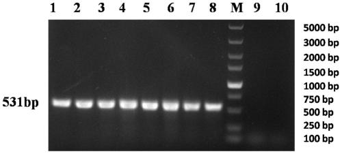 Inert carrier indirect agglutination test detection system and application thereof