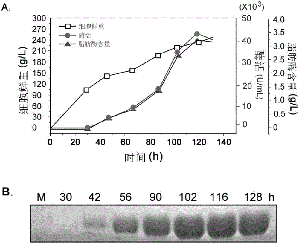 Lipase gene COLIP and lipase encoded by same