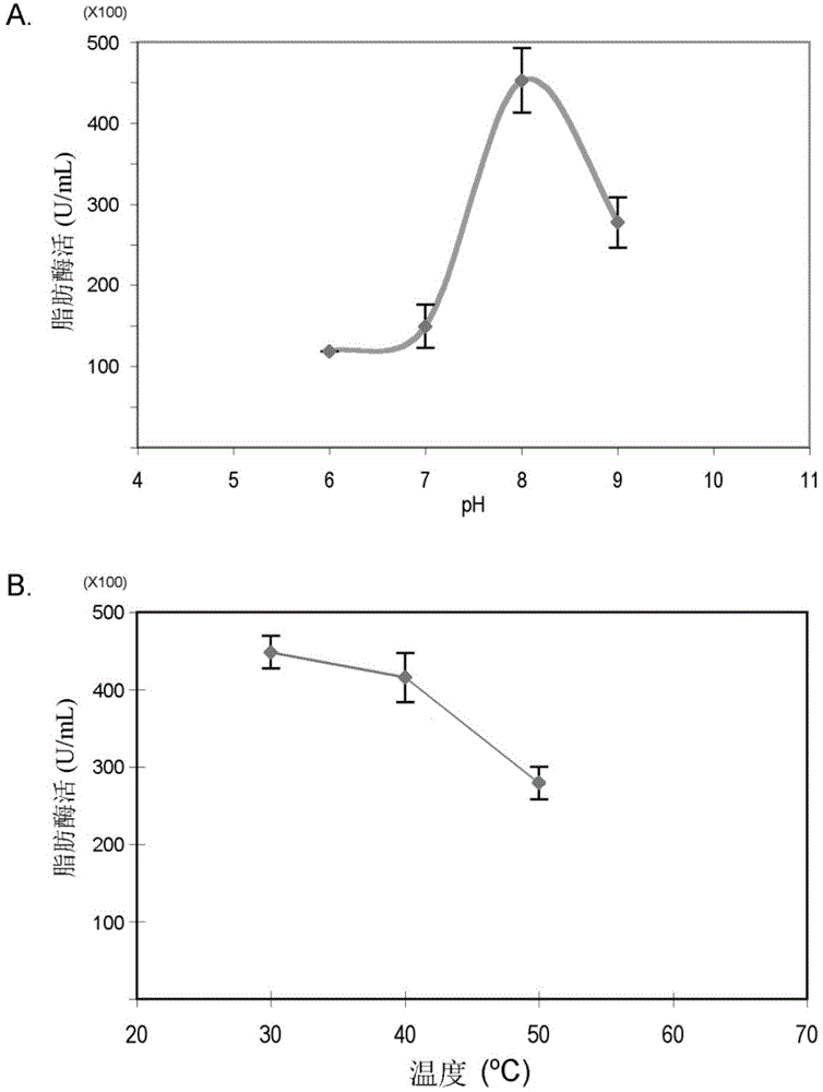 Lipase gene COLIP and lipase encoded by same