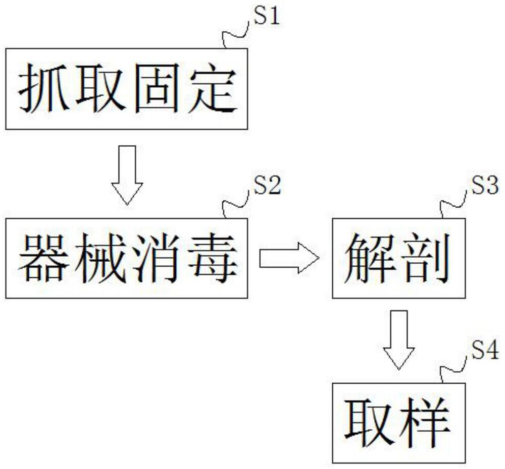 Medical vivisection testing method for Kunming (KM) mouse