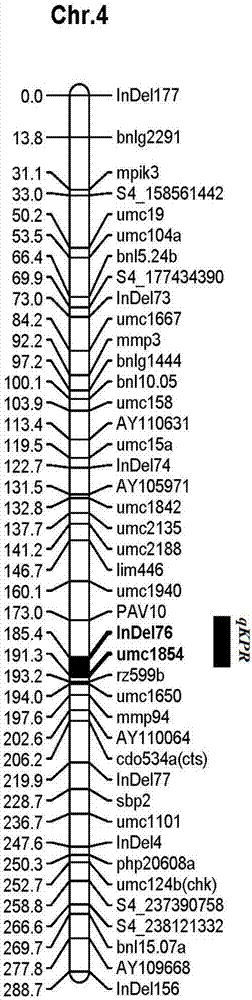 Molecular marker tightly in linkage with corn line grain number main effect QTL and application thereof