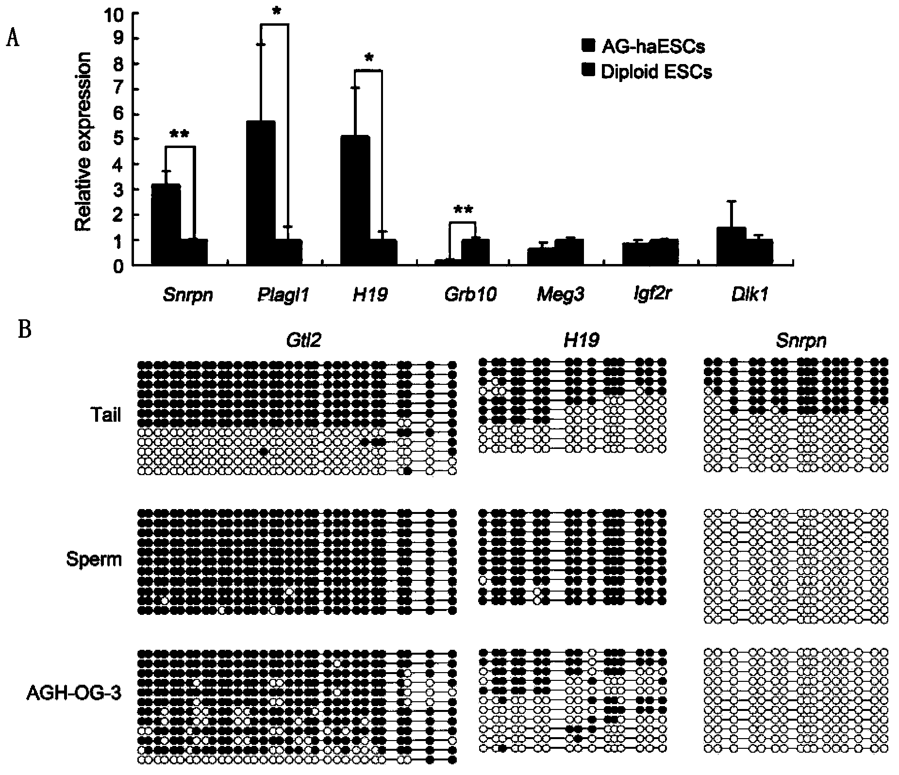 Androgenesis haploid stem cell line as well as preparation method and application thereof