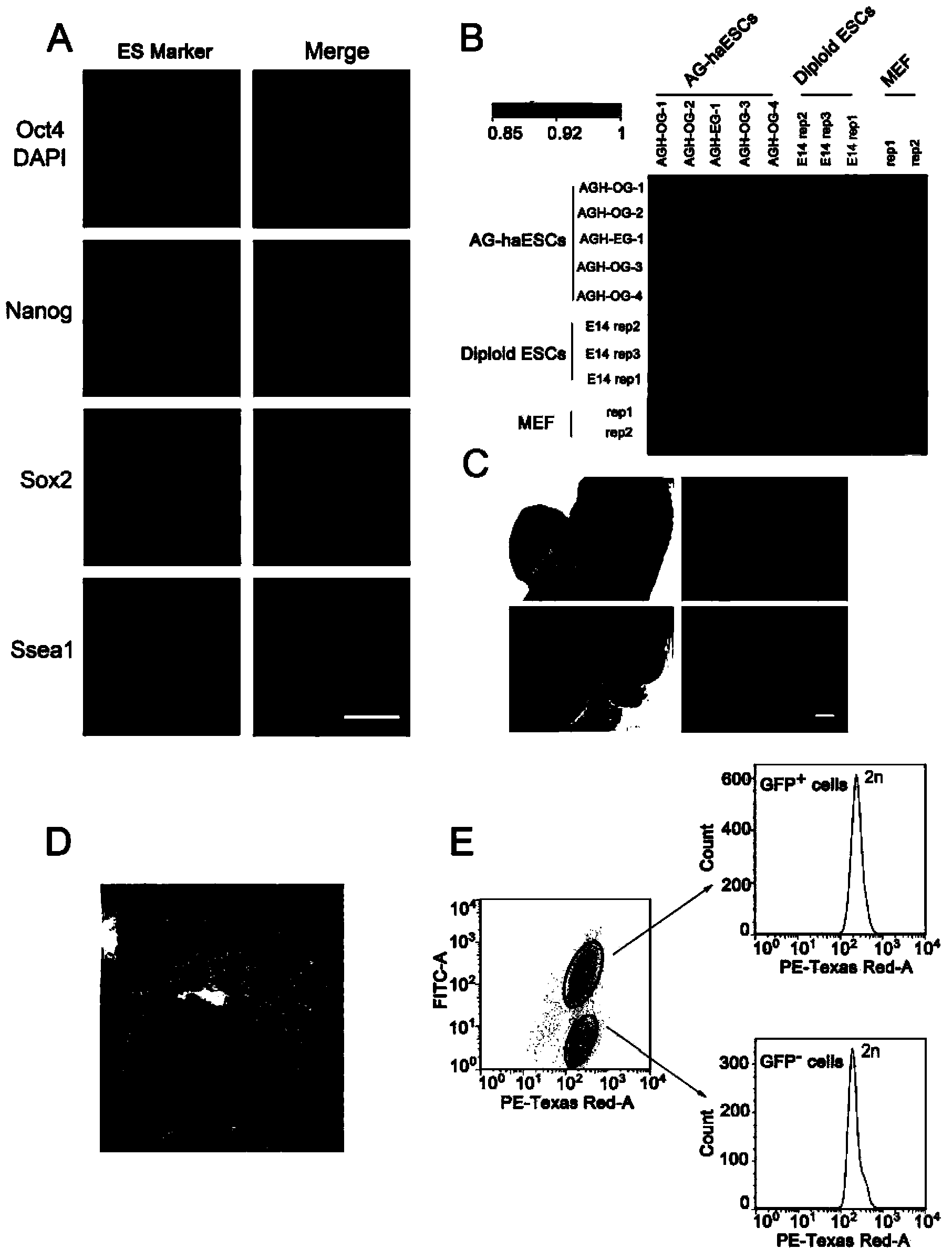 Androgenesis haploid stem cell line as well as preparation method and application thereof