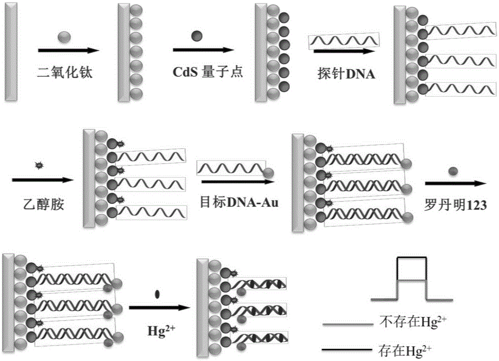 Photoelectric sensor and application thereof, and preparation method of working electrode