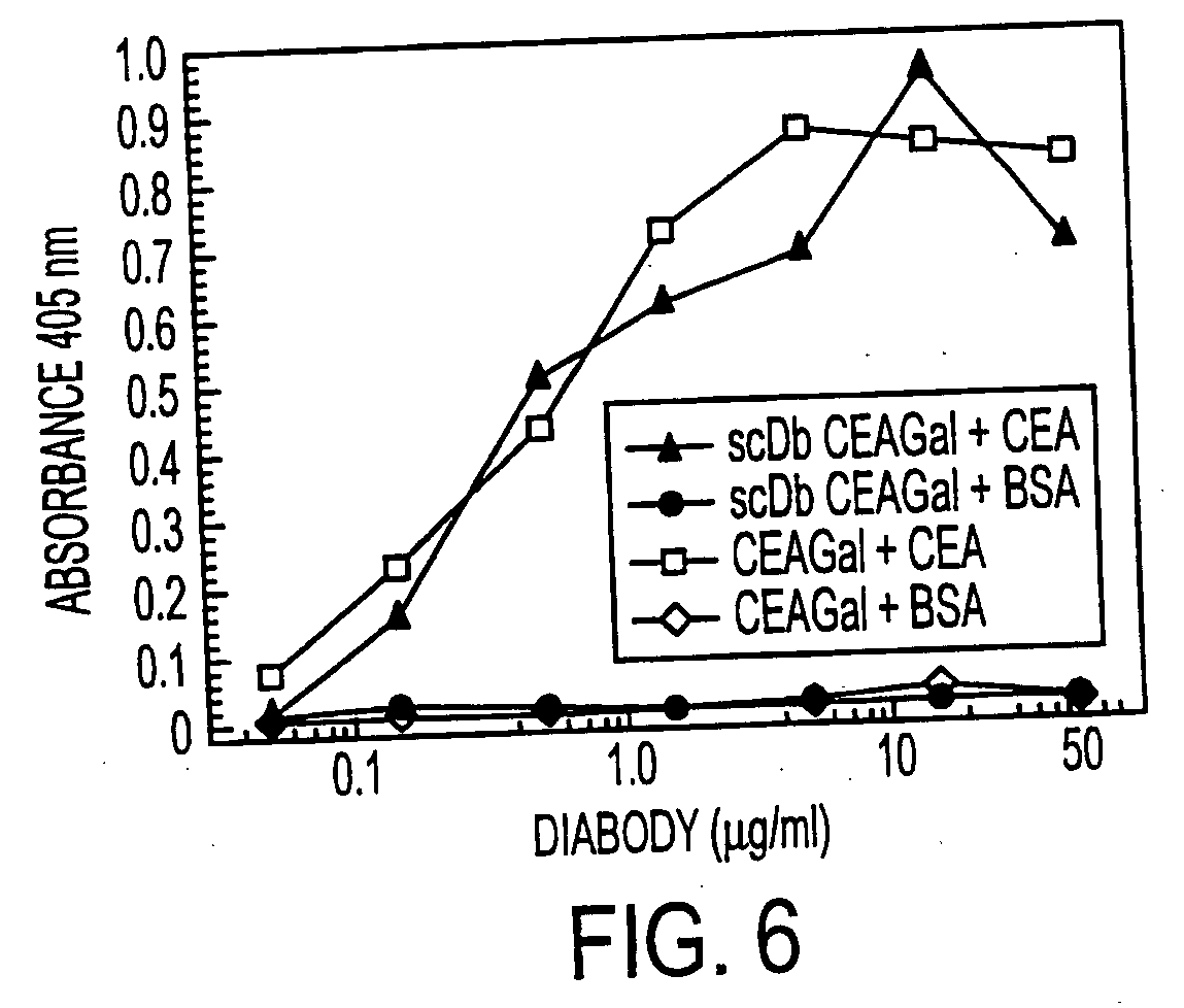 Single-chain multiple antigen-binding molecule, its preparation and use
