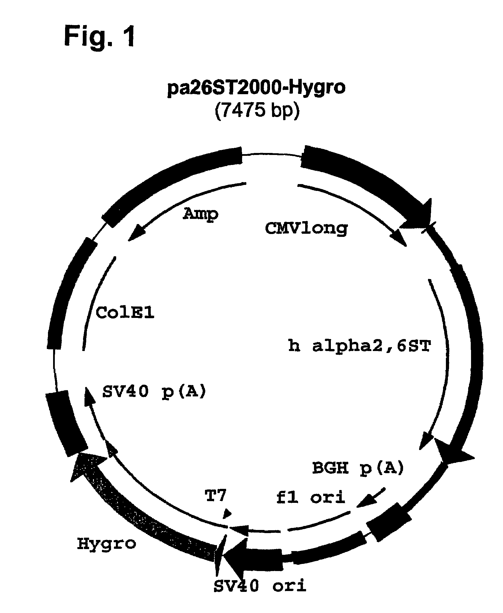 Compositions of erythropoietin isoforms comprising Lewis-X structures and high sialic acid content