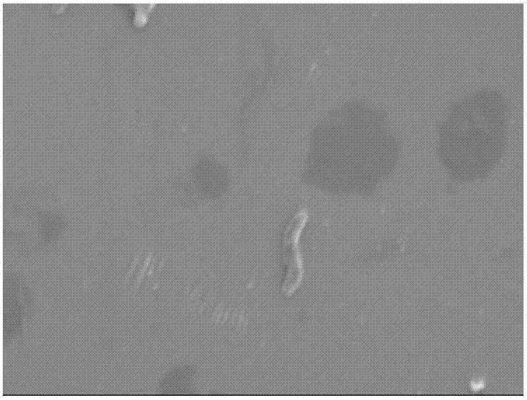 Sulfate reducing bacterium capable of achieving heavy metal settling and application of sulfate reducing bacterium