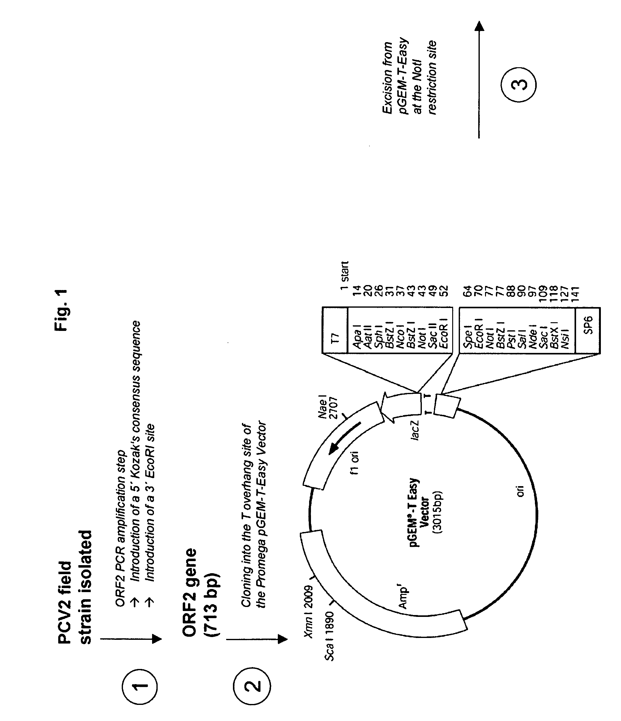 Pcv2 immunogenic compositions and methods of producing such compositions