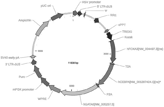 Method for preparing immortalized hepatocytes with reversible liver functions and application of immortalized hepatocytes