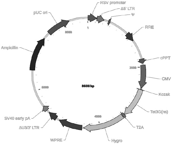 Method for preparing immortalized hepatocytes with reversible liver functions and application of immortalized hepatocytes