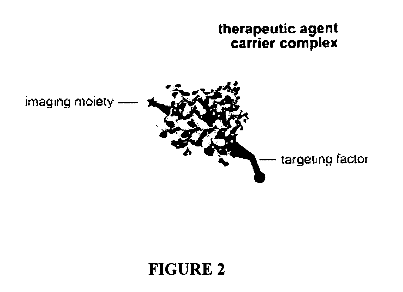 Compositions and methods for topical diagnostic and therapeutic transport