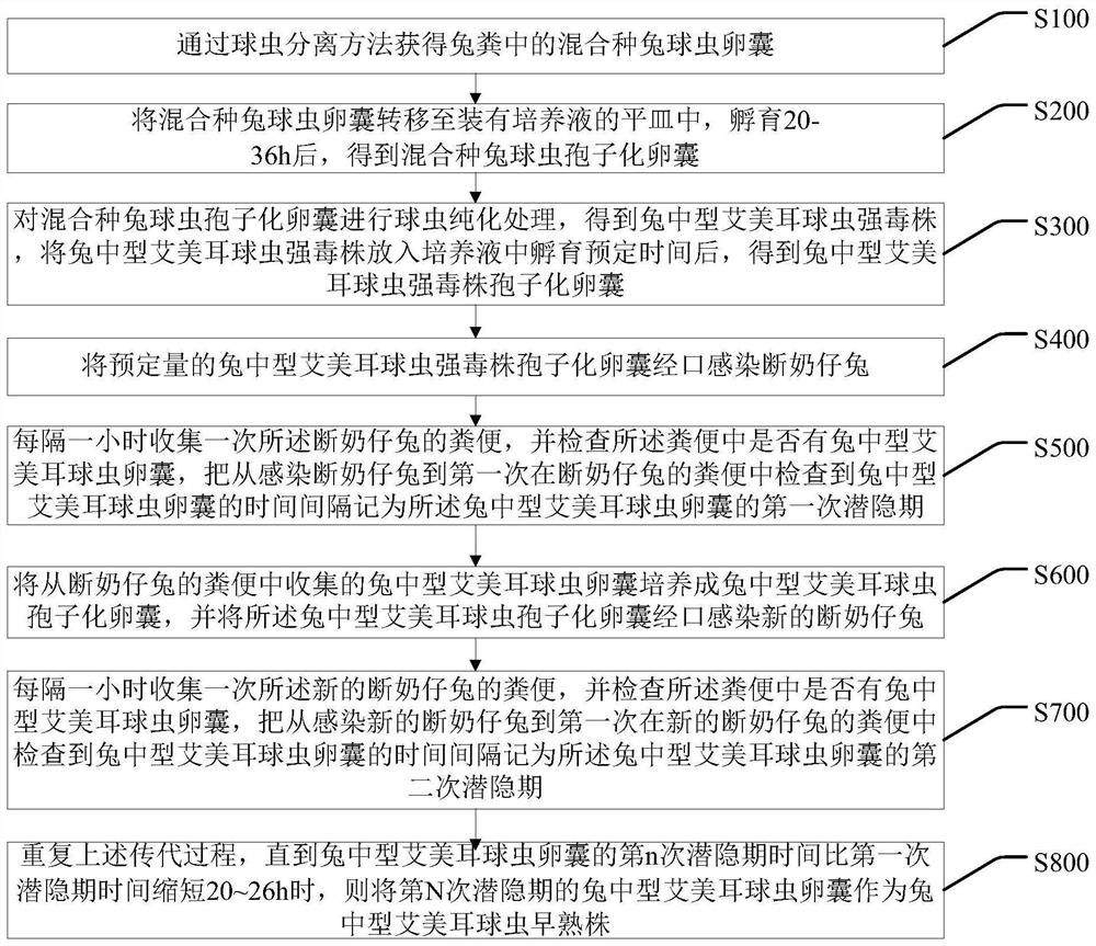 A kind of Eimeria medium-sized rabbit precoccus strain and its preparation method and application