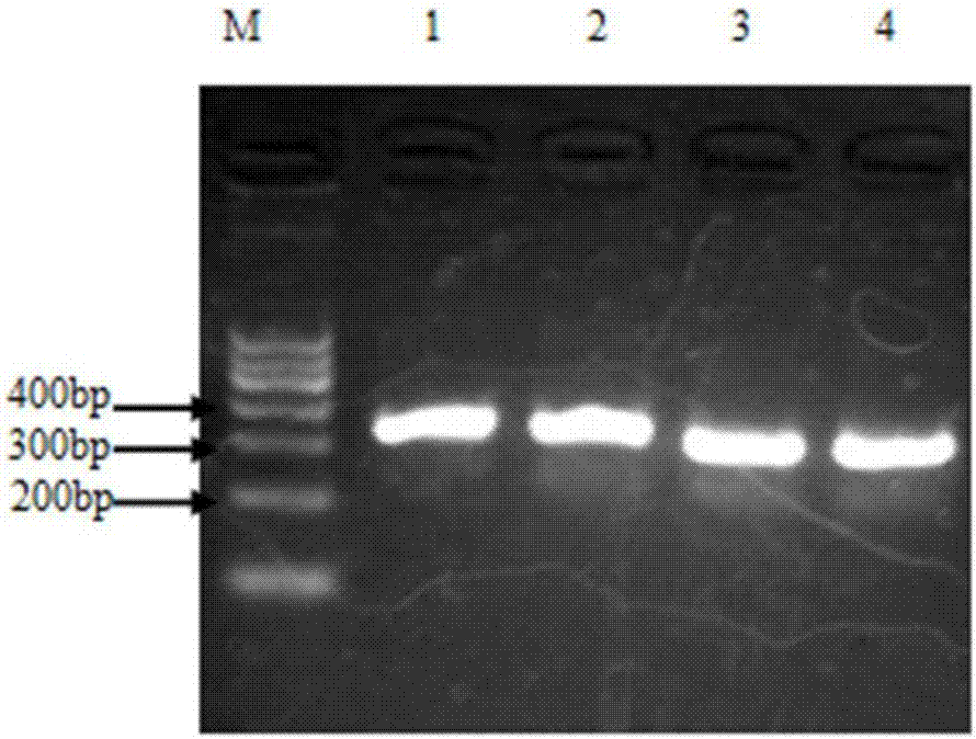 Porcine endothelium-derived IL-8 overexpression stably transfected cell line, preparation method and applications thereof