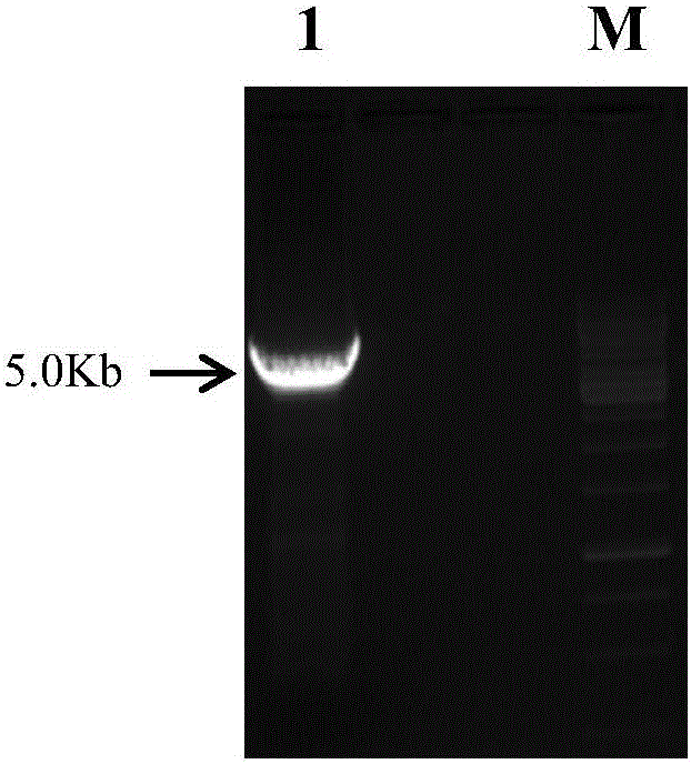 F1-protein-based indirect immunofluorescence kit for detecting type 4 fowl adenovirus antibody