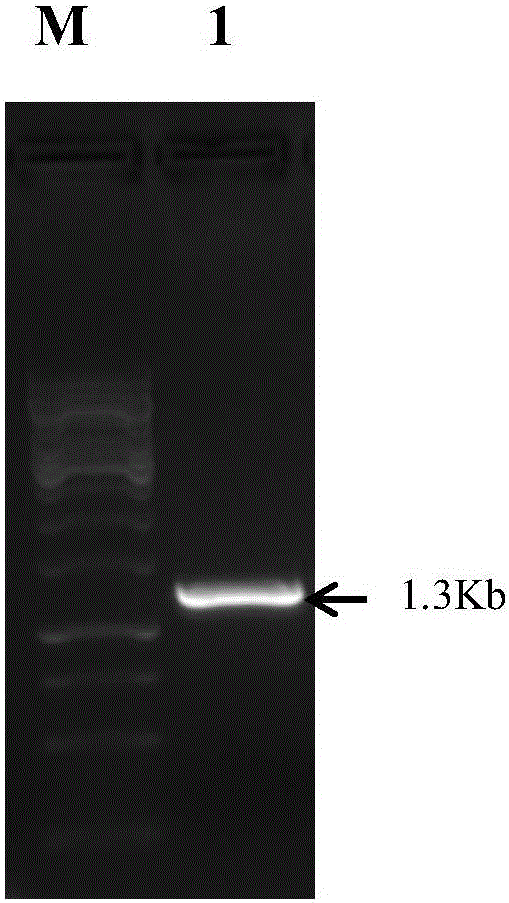 F1-protein-based indirect immunofluorescence kit for detecting type 4 fowl adenovirus antibody