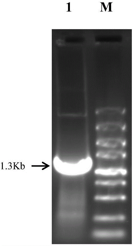 F1-protein-based indirect immunofluorescence kit for detecting type 4 fowl adenovirus antibody