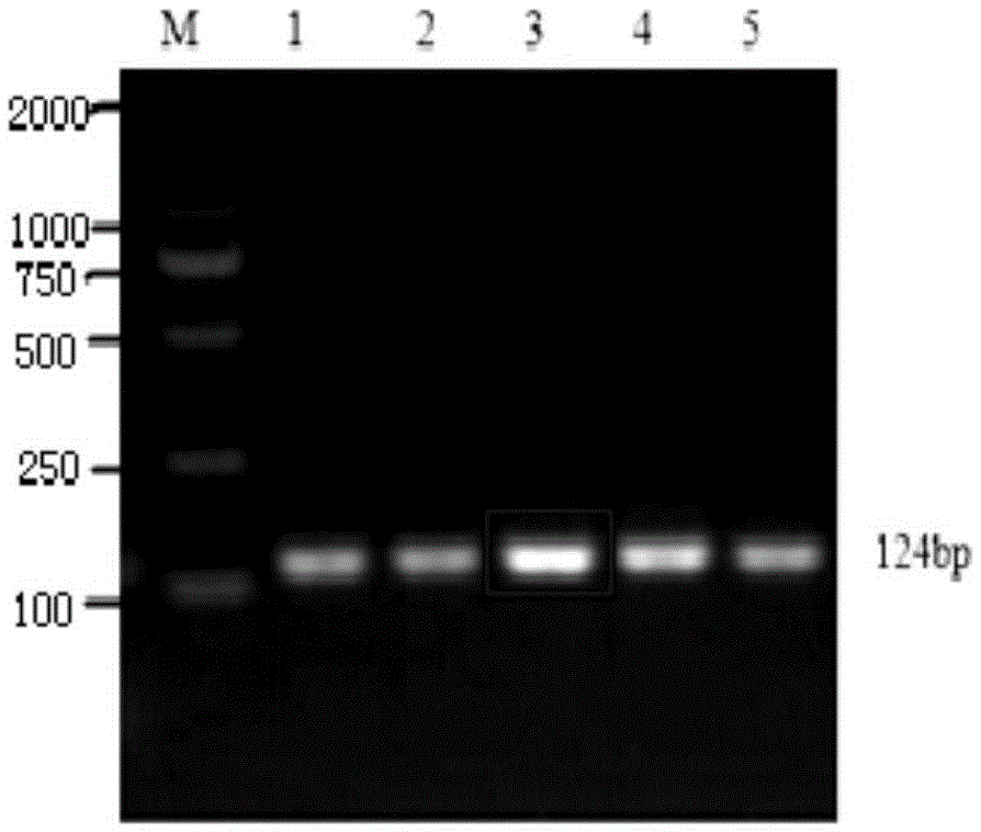 PCR (polymerase chain reaction) primer and kit for detecting pathogenic canine leptospirosis