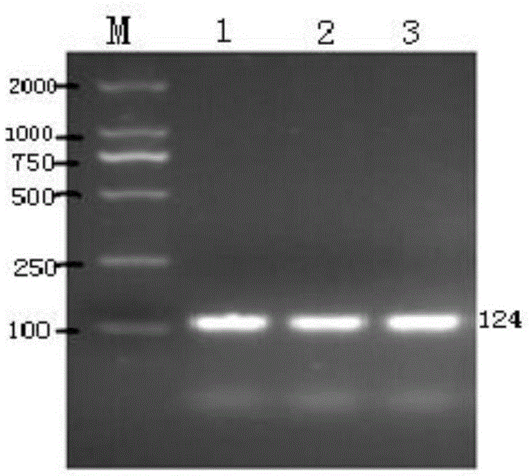 PCR (polymerase chain reaction) primer and kit for detecting pathogenic canine leptospirosis