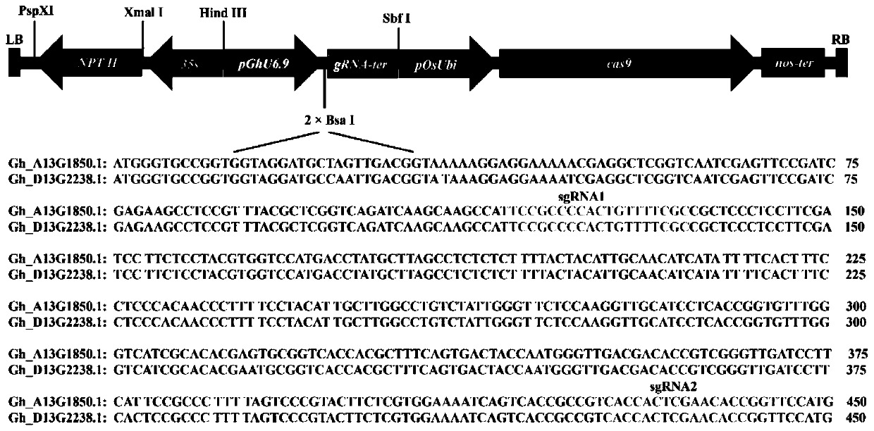 Method for obtaining high-oleic-acid cotton by applying gene editing technology